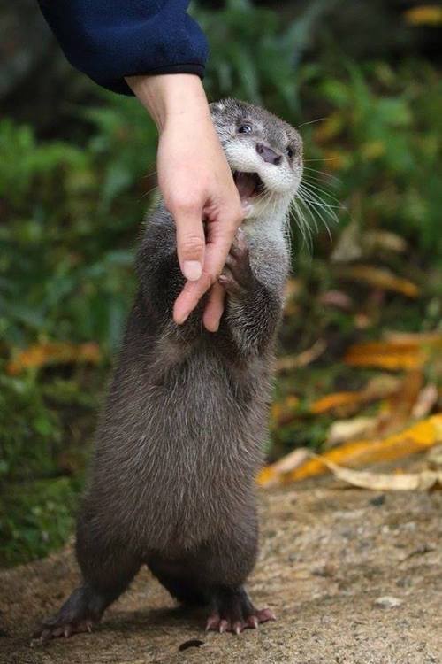 littlepawz: The danger of making friends with a young wild otter is that he may insist on coming hom