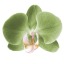 xealia