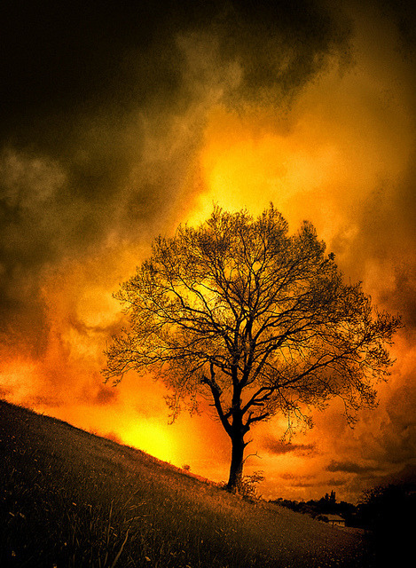 Nature (Purification - Arbre de Feu) by Tiquetonne2067 on Flickr.