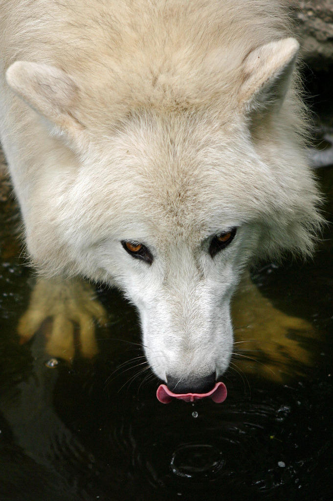 elegantwolves:  by AvesAg