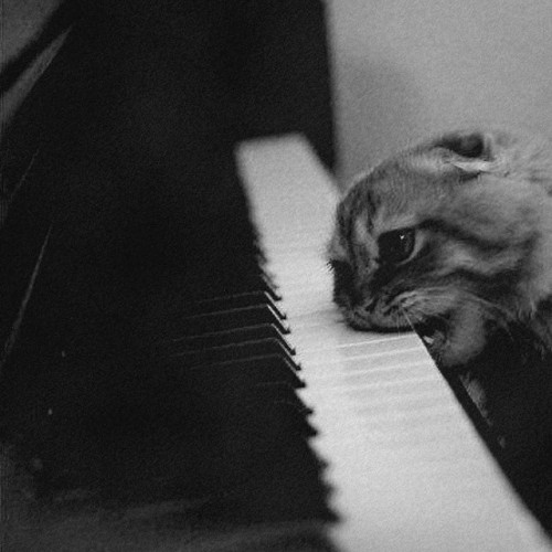 Good taste in music. #cat #piano #pianocat #music
