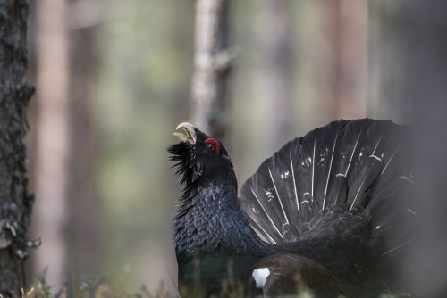 mirdam-aves:Species | Eurasian capercaillieThe Eurasian capercaillie (Tetrao urogallus) has many nam