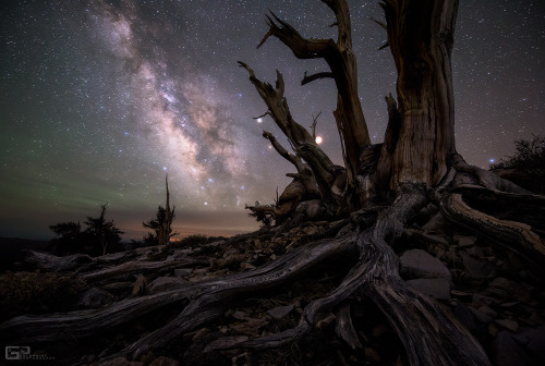 Galaxy And Planets Beyond Bristlecone Pines