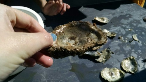 Some species of Mudcrab, collected near the mouth of the Patuxent River