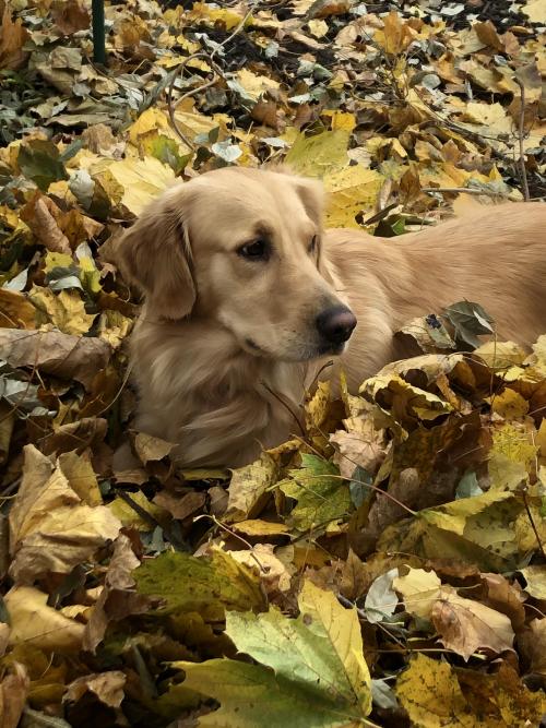 golden-retriever-overload