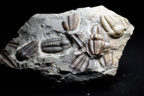 emeraldcityminerals:Multiple Middle Cambrian trilobites (Ellipsocephalus hoffi). From Jence Formatio