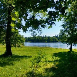 #Palace park, #Gatchina,  #Russia #travel 🌍   Living tree   yesterday&rsquo;s #landscape   Дворцовый #парк, #Гатчина, #Россия   #landscapephotography #nature #perfect #perfectday #beauty #beautiful #tree #trees #lake #sky