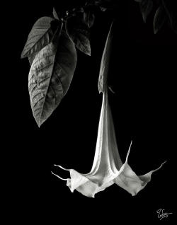 artizan3:  angel-trumpet-in-black-and-white-endre-balogh