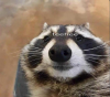Sex duelwieldingraccoon:a mood pictures