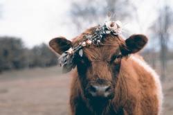 floralls:    FARM YARD BUDS_  by   Hannah