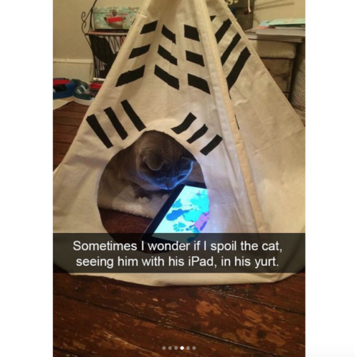 Porn justcatposts:  Cute cat snapchats photos