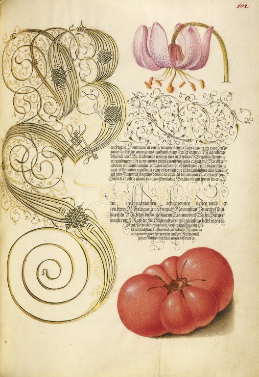 design-is-fine:  Joris Hoefnagel, illuminator, Georg Bocskay, scribe, pages from