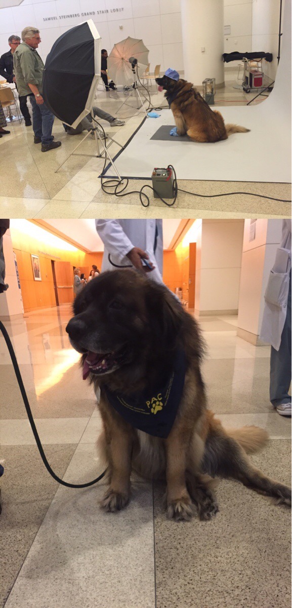 cute-overload:  They were shooting hospital badge photos for the therapy dogs todayhttp://cute-overload.tumblr.com