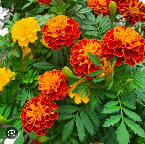 Jellical Cats' Favorite Flowers