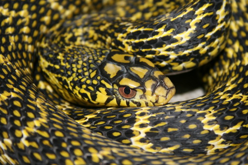 forkedtonguekisses:Ramesses - King Rat Snake - Elaphe carinata