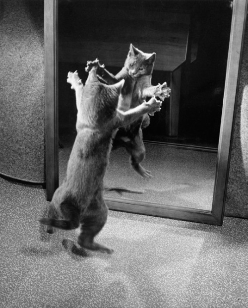1964. Photograph by Walter Chandoha, National Geographic Creative