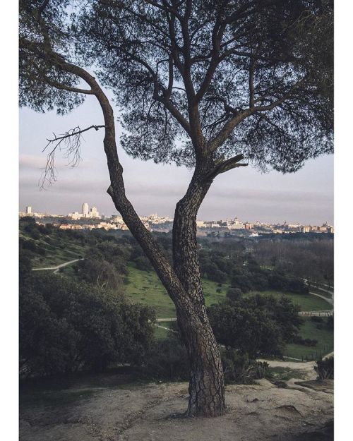 New Year’s Day, Casa de Campo, Madrid. #spain #casadecampo #espana #pine #treeporn #madrid #la