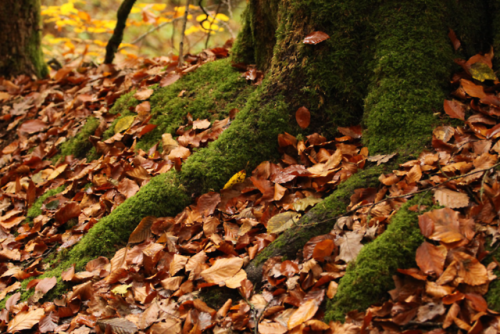 quiet-nymph: Kordel, Rhineland-Palatinate, Germany by Flashbaxxx