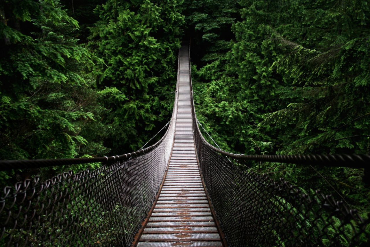 nubbsgalore:  a walk through the woods. photos of the capilano suspension bridge