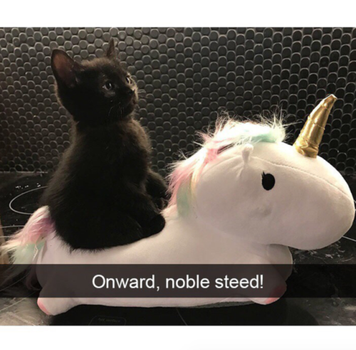 babyanimalgifs:Hilarious Cat Snapchats That Are Im-Paw-Sible Not To Laugh At