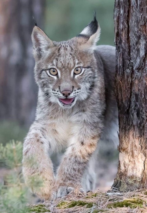 Lynx Cub by © inawolfisblickwinkel