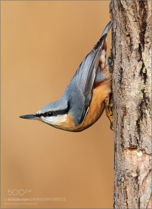 Eurasian Nuthatch by hans24