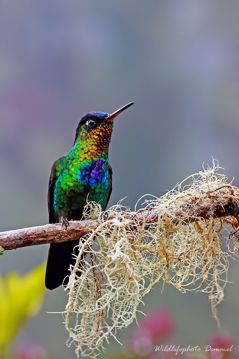 fairy-wren:  Fiery-Throated Hummingbird 
