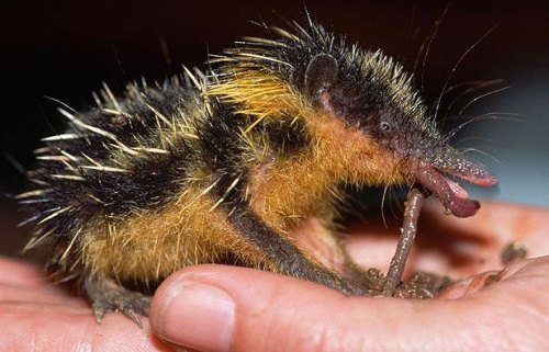 The Lowland Streaked Tenrec adult photos