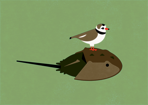 Tumblr Tuesday: Horseshoe Crab Appreciation