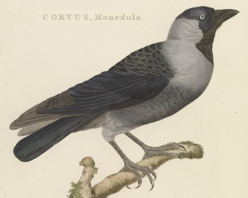 Nederlandsche vogelen - Corvus monedula - before 1829 - via Wikimedia 