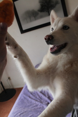 5woofs:  Luka will grab my arm with both paws and pull my arm forward, and put the toy in his mouth. 