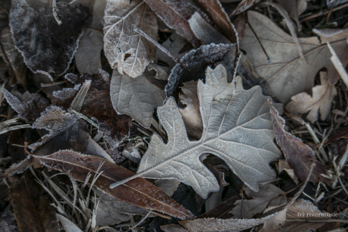 riverwindphotography:Earth-tone leaves of Poplar and Oak along a river trail: © riverwindphotog