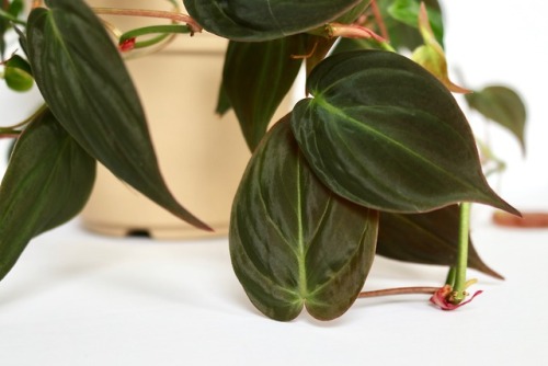 megansplants: Velvet Leaf Bronze Micans Vine (Philodendron scandens f. micans) Details.