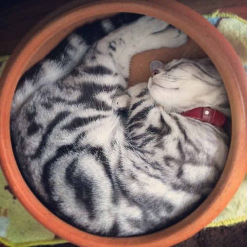 thefluffingtonpost:PHOTO OP: Tight FitVia ticklesboy_cat.