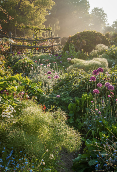 carex: This photo called “Through the Garden” by Nicky Flint won 1st place in the category of Beauti