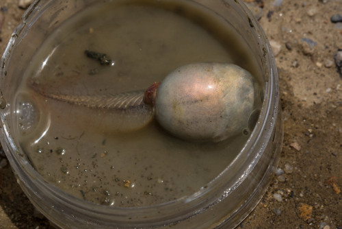 toadschooled:Here we see a tadpole specimen of the New Mexico spadefoot toad [Spea multiplicata], br