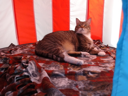 dixieandherbabies:Dixie and her babies.Another day in the porch tent for Carter.