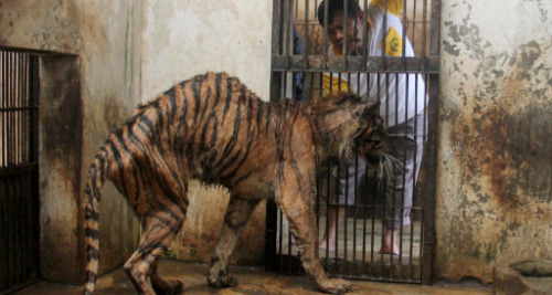 Petitioning Dr. Susilo Bambang Yudhoyono  Close Surabaya Zoo Petition by Trevor Buchanan Australia  Surabaya Zoo, also known as Kebun Binatang Surabaya (KBS), was founded in 1916 and is the one of the largest zoos in South East Asia, covering 37 acres