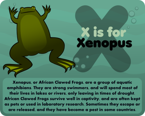 xenopus