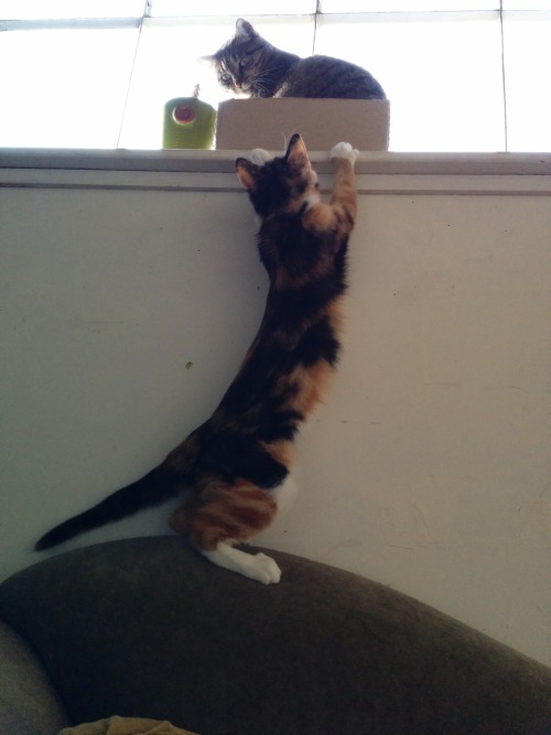 ghostbongweedofthesamurai: feral kitten update: getting big! more of a small cat now than a kitten. 