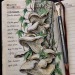 euripideez-nuts:Jo BrownBiologist and artistJournals