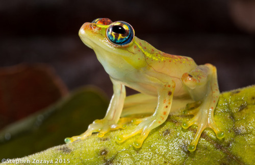 markscherz:Boophis bottae, perhaps Madagascar’s most enchantingly beautiful frog.This magnificent ph