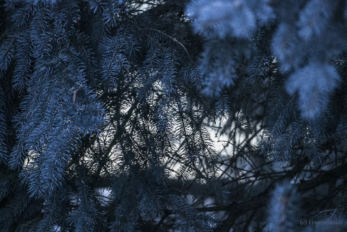 Natural selections from a wintery walkriverwindphotography, December, 2018