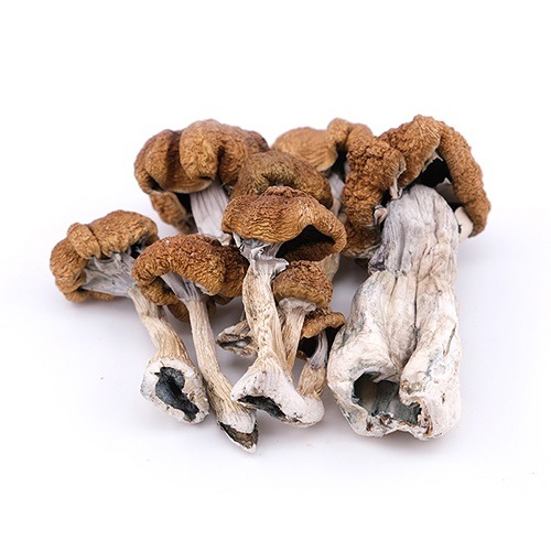 Golden Teacher Magic Mushrooms – Bulk
650.00 - 1,100.00 CA$
See more : https://thegreenace.org/product/golden-teacher-magic-mushrooms-bulk/
Golden Teacher mushrooms are of the most popular and common strains of magic mushrooms. It’s a favourite...