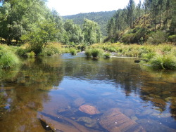 thewoodelf:  This is the river where I learnt how to swim. It’s so magical ^.^