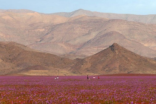 landscape-photo-graphy: One of the Driest Deserts on Earth Blooms with Life and Color The Ataca