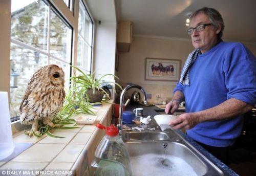 catsbeaversandducks:  Meet Bertie, the owl who is afraid of going outside… and he loves nothing more than helping his owner make a cup of tea! Bertie, the three-year-old tawny owl that is agoraphobic. He shares a farmhouse with his owner Peter Middleton,