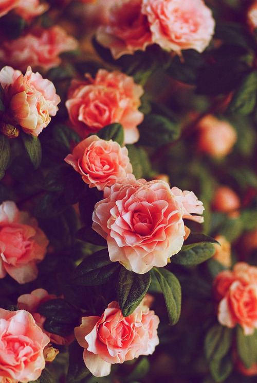 michellestar222:  Untitled | via Tumblr on We Heart Ithttp://weheartit.com/entry/68348957/via/lieber
