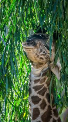 sdzoo:  Baby giraffe born at the San Diego