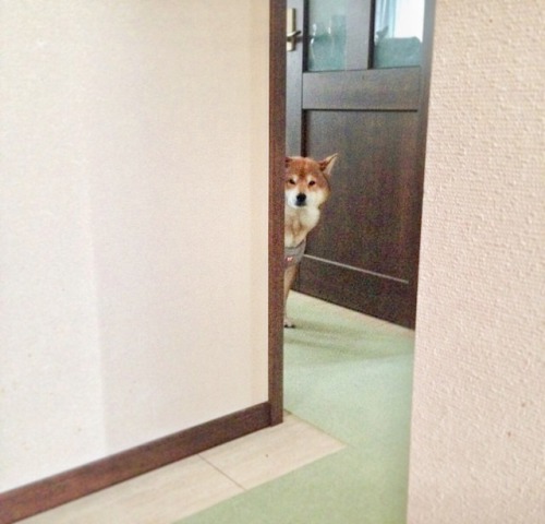 mustardtigress:today’s peeky shibes
